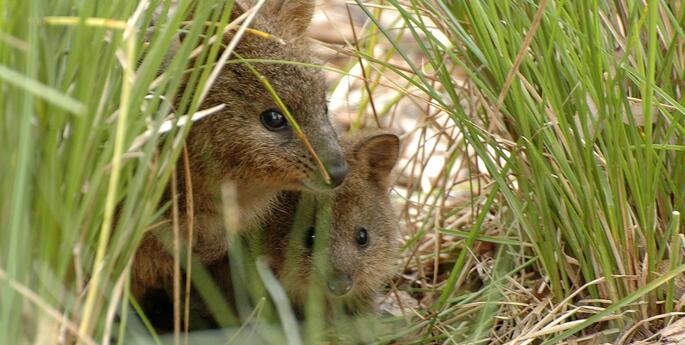 Stage 2: Energy in Ecosystems